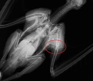 医療にまつわる言葉