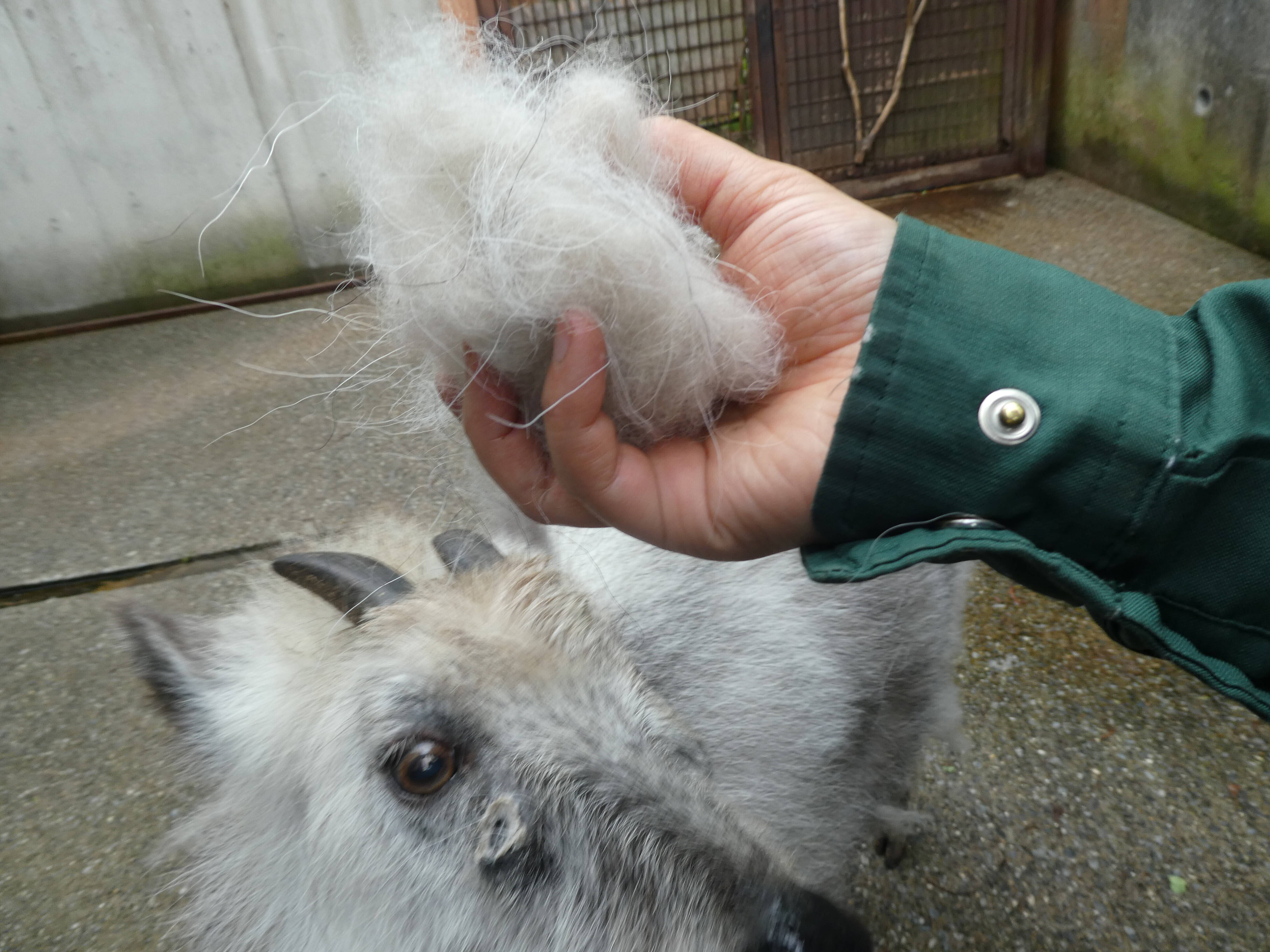 衣替えの季節です。の写真