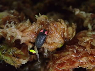 バックヤードで光ってます