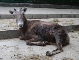 ありがとう。さようなら、エコ。