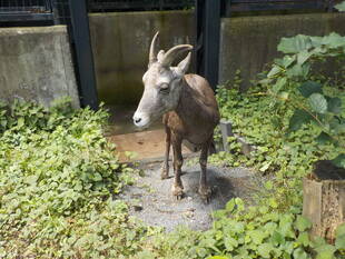 ハナコ専用の放飼場ができました。