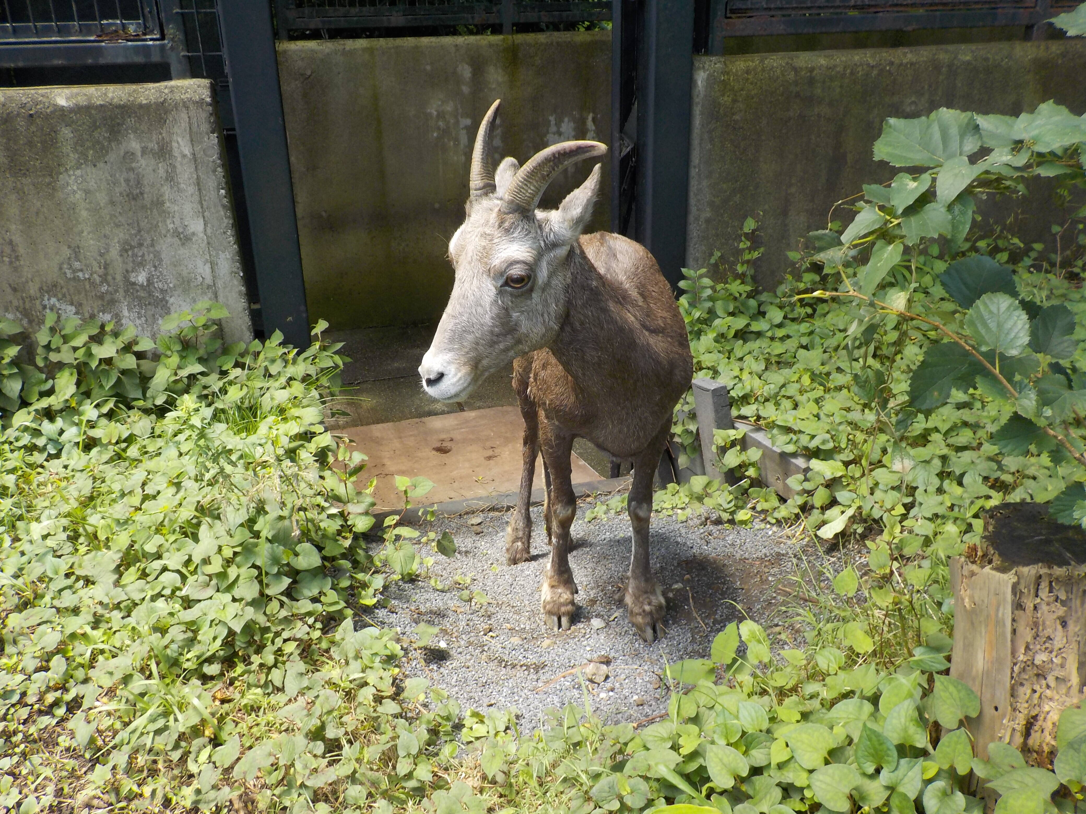 ハナコ専用の放飼場ができました。の写真