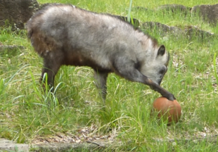 バスケットは、お好きですか？