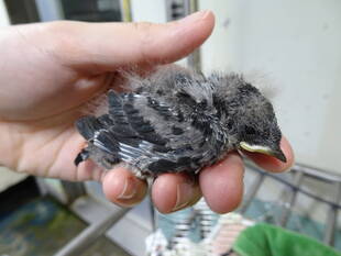 金沢動物園の保育園