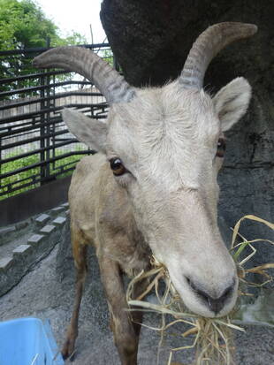 仔オスの親離れ