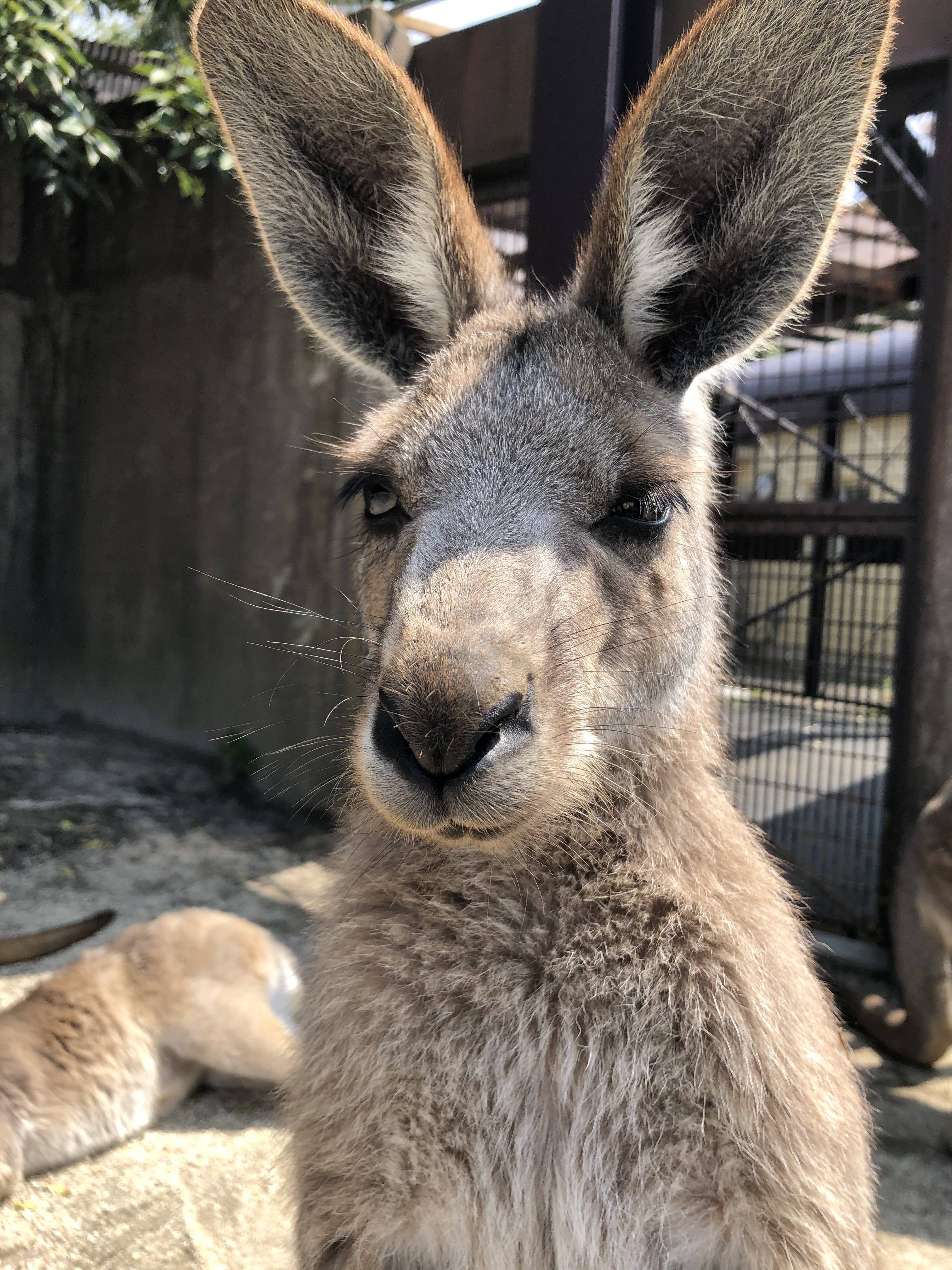 カンガルーの引越し報告の写真