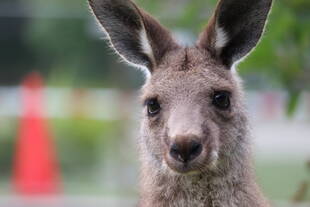【朗報】ウォークスルー、再開します