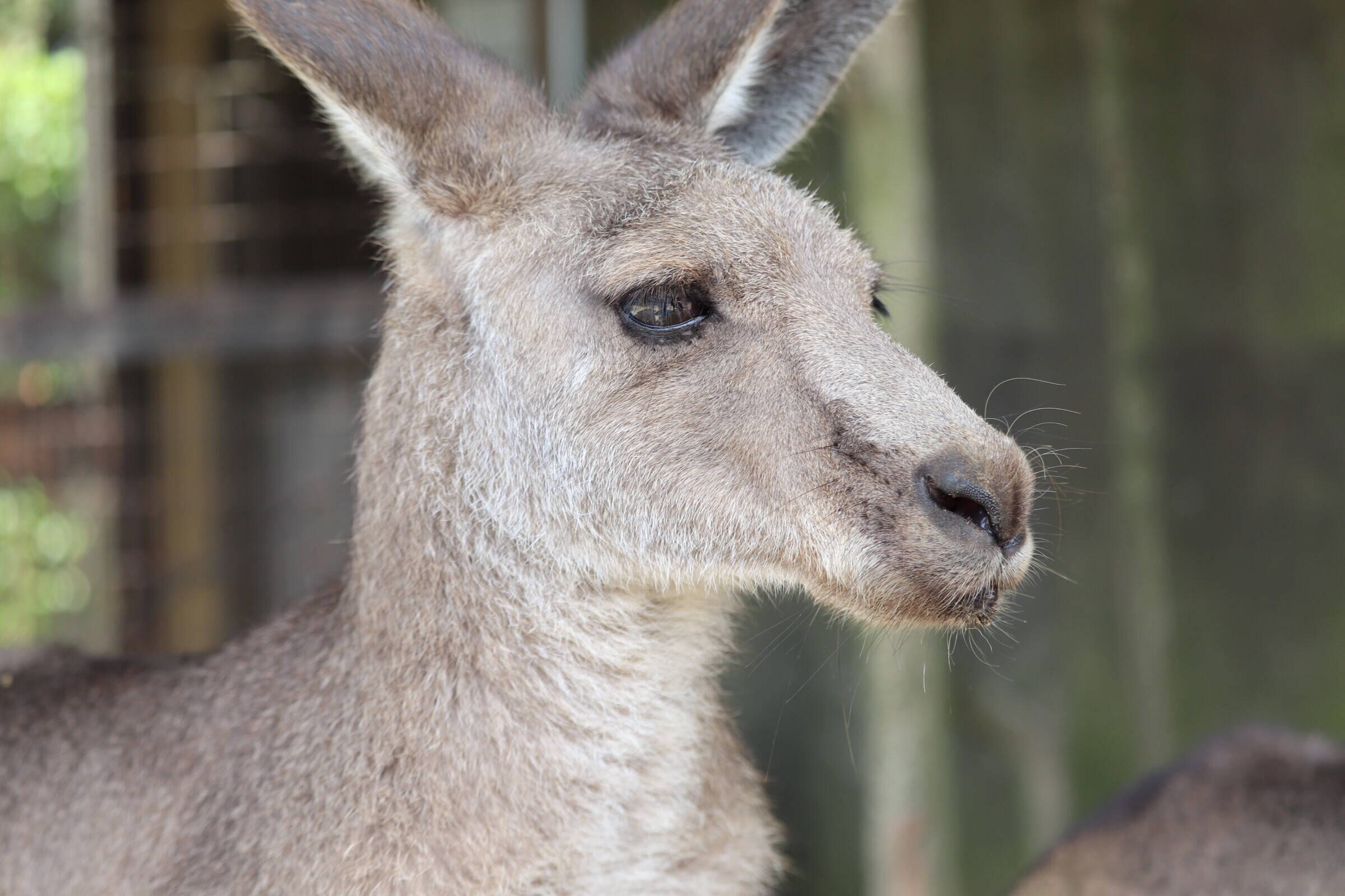 一緒にカンガルーの名前を覚えよう!! ~③マニエル編~の写真