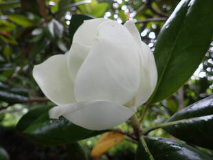 暑中お見舞い申し上げます