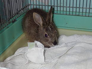 こぼれ話　　保護されたノウサギを育てています