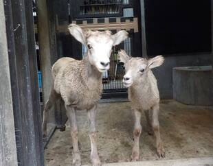 「ソラ」と「タイヨウ」