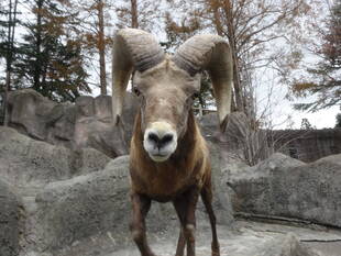 はーじまーるよー。