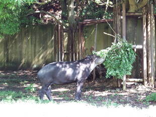 ベアードバク引っ越しその後