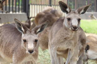 一緒にカンガルーの名前を覚えよう！！ ～②コヨシ編～