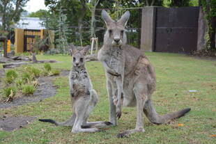 カンガルーの腸炎