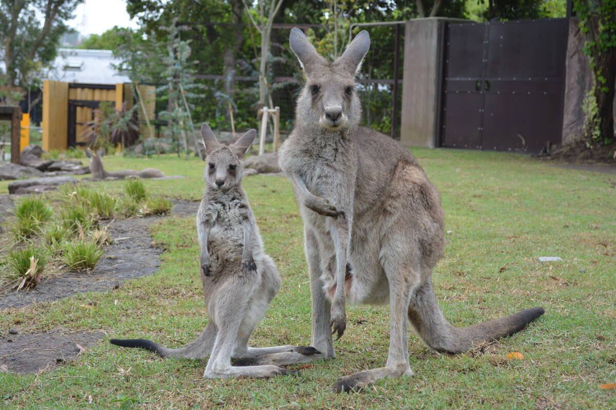 カンガルーの腸炎の写真