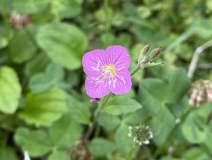 桐始めて花を結ぶ　(きりはじめてはなをむすぶ)