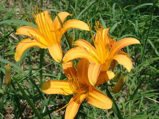 暑さに負けず！