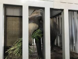 「ソルゴーはじめました」