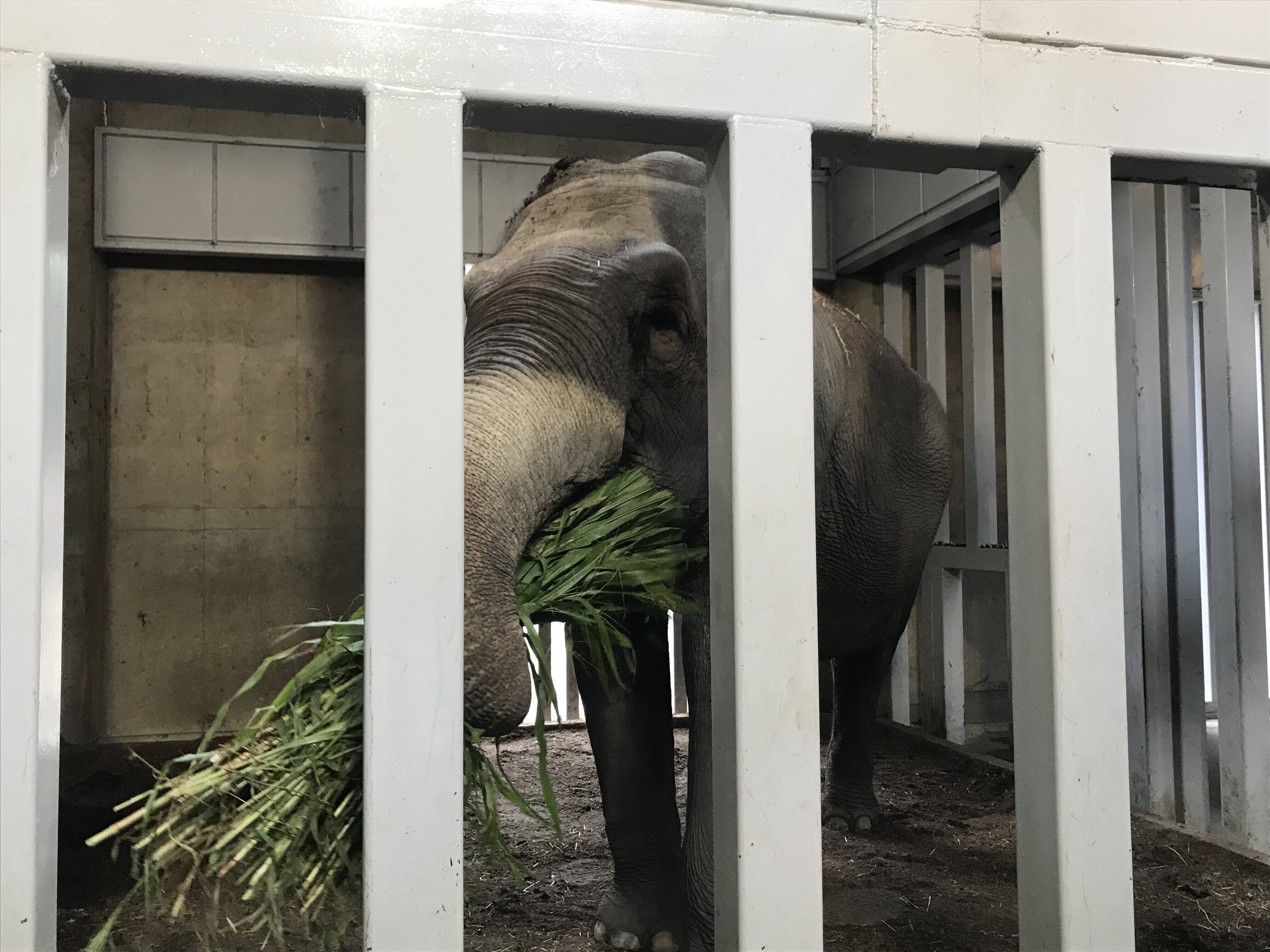 「ソルゴーはじめました」の写真