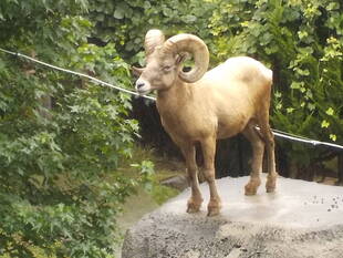 グルコサミンなお年頃