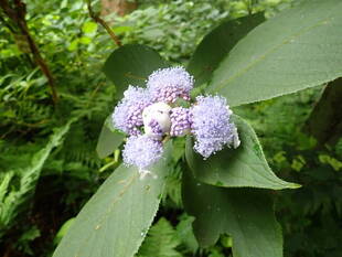 「遅かった梅雨明けの頃」