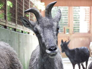 バーラルバースデー