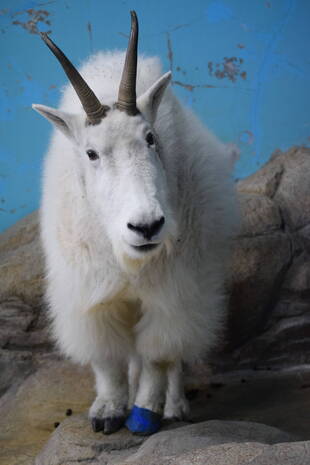 ペンケ、今までありがとう