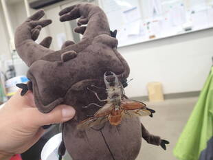 ミヤマクワガタの新種か