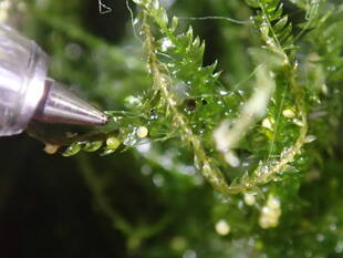 ホタルの卵が孵りました