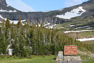 野生のオオツノヒツジに会いに！出発編
