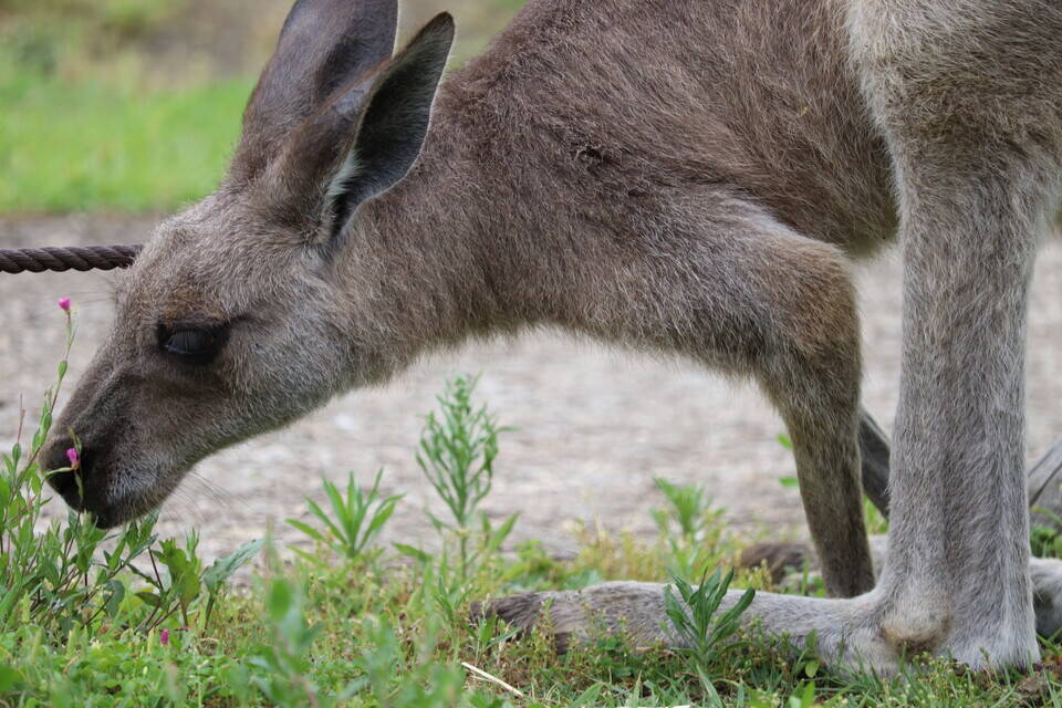 一緒にカンガルーの名前を覚えよう!! ~⑤エル編~の写真