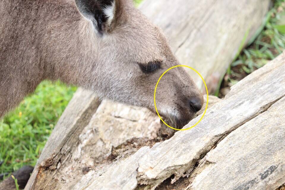 一緒に覚えよう!! ~④ピンカ編~の写真