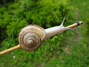 おっきいカタツムリ、ちっちゃいカタツムリ