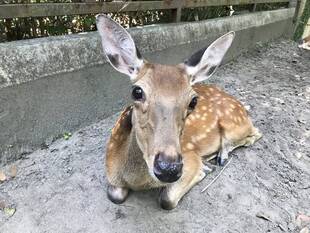 アズキは顔で語る。