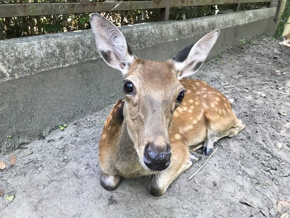 アズキは顔で語る。の写真
