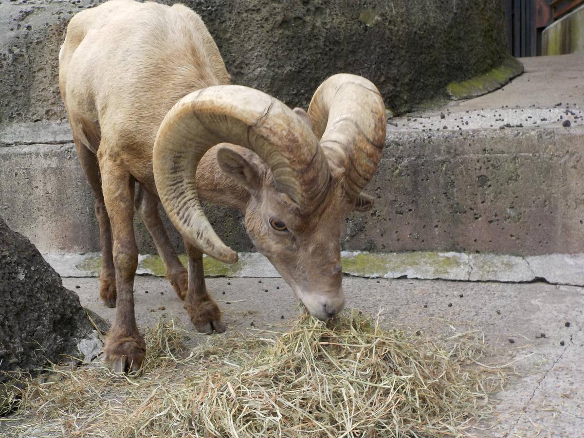 牧草の話|オオきなツノのヒツジの日記｜ブログ|金沢動物園公式サイト