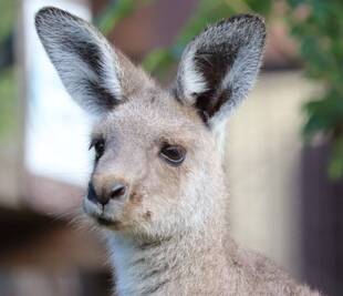 一緒にカンガルーの名前を覚えよう！！ ～⑥コヨセ編～