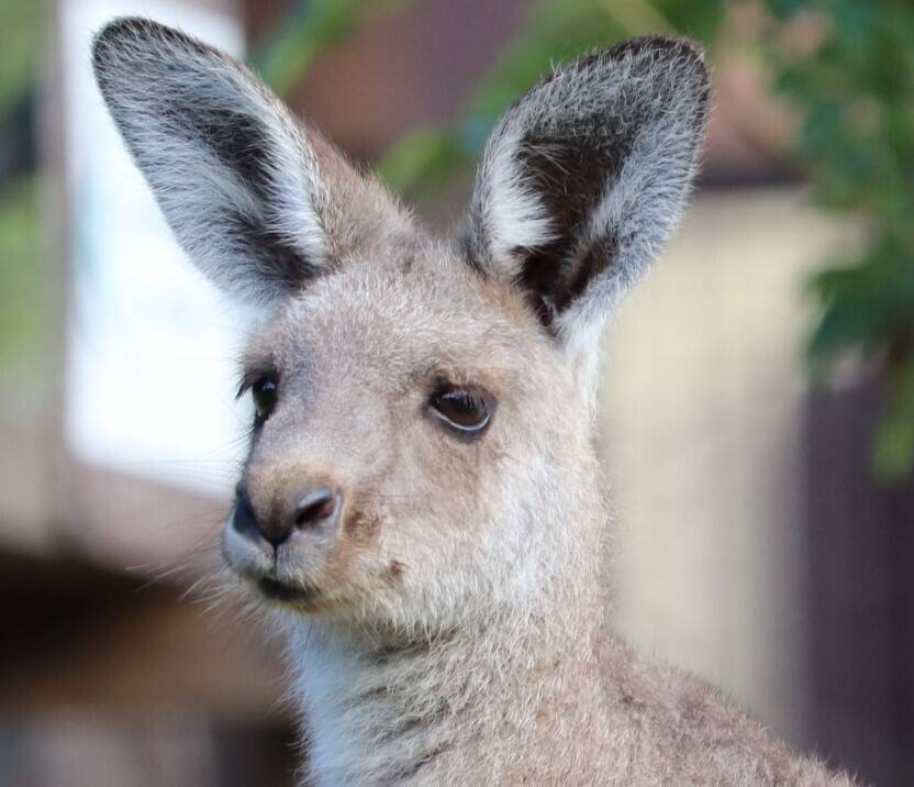 一緒にカンガルーの名前を覚えよう!! ~⑥コヨセ編~の写真