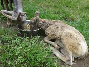 みんなの大好物