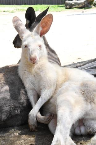 オオカンガルーの「ルー」が天国へ旅立ちました。