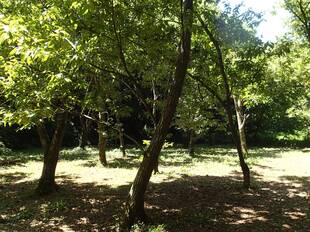 横浜市内の森へ行った話