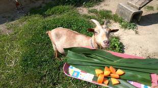 ほのぼの広場のおやつタイム(モチ編)