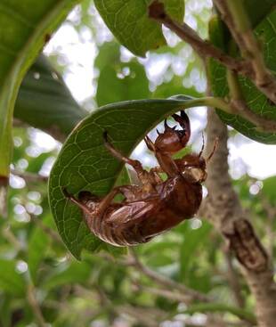 夏のトレジャーハント
