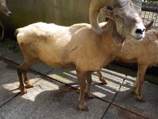 おしっこ、まだですか？