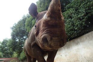 サイとコロナとあなたと私　―世界サイの日によせて―