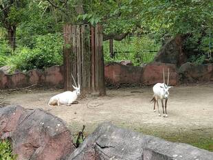 オリックスの暑さしのぎ