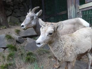 タイヨウ、ママを呼ぶ