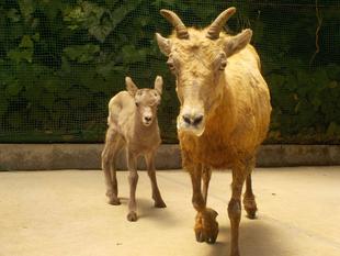 チャグの顎とタイヨウのおでこ