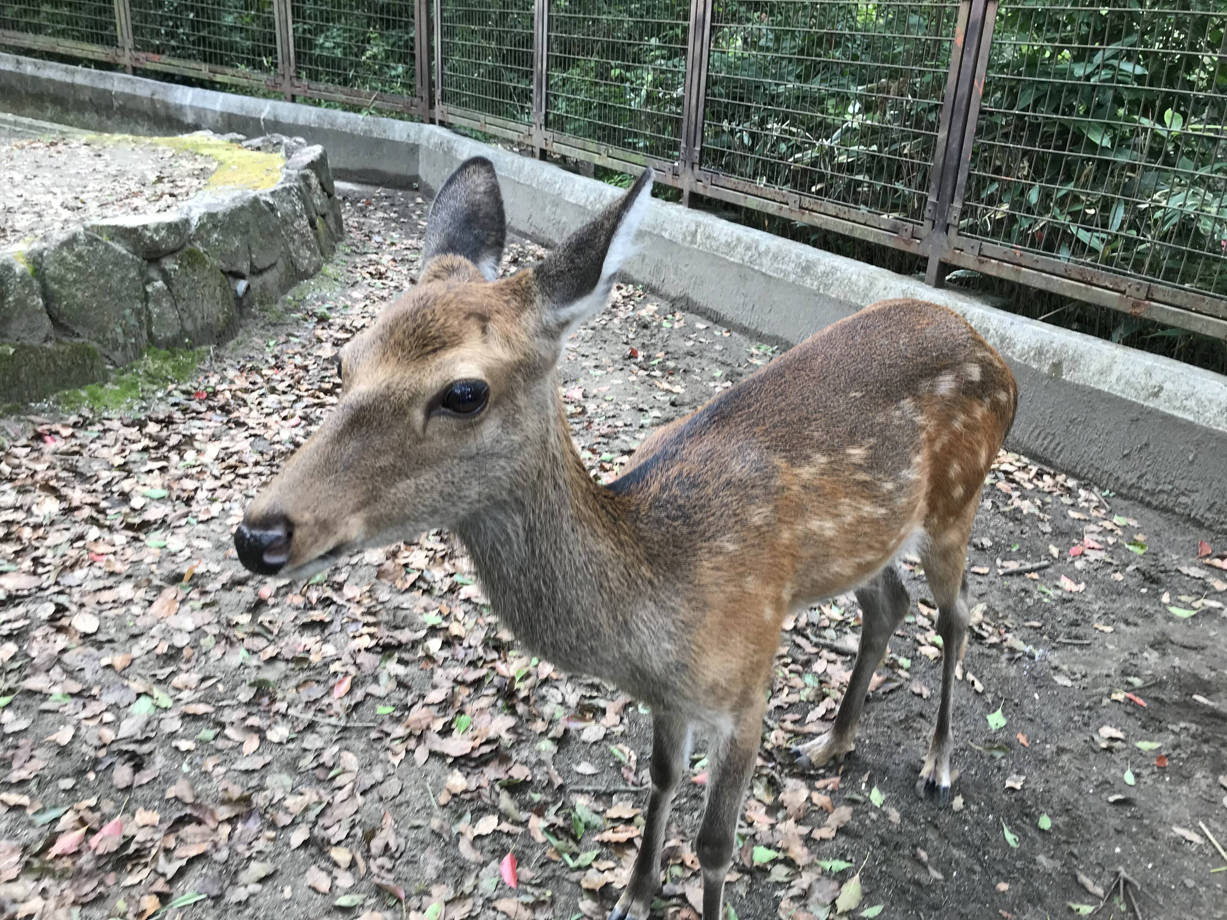 ホンシュウジカの衣替えの写真